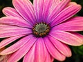 Colourful Pink Osteospermum Flowers Growing in Garden