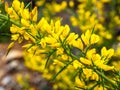 Detail of a common gorse flowers ulex europaeus with blurred background Royalty Free Stock Photo