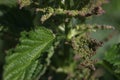 a detail of a Common Nettle plant