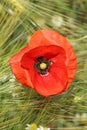 Common poppy Papaver rhoeas blooming Royalty Free Stock Photo