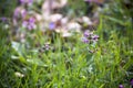 Detail of common ramping flower fumitory