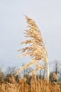 Detail of a common reed seed head in autumn.