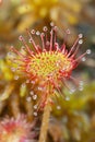Detail of  Common Sundew leaf Royalty Free Stock Photo
