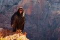 Detail of condor with funny expression in Zion national park Royalty Free Stock Photo