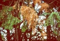 Detail of conifer tree in autumn time, yellow filter