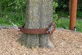 Detail of transplanted elm in The Hague