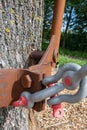 Detail of transplanted elm in The Hague