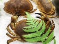 Cooked spider crabs Royalty Free Stock Photo