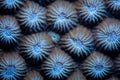 Detail of Coral Polyps in Indonesia Royalty Free Stock Photo