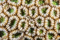 Detail of Coral Polyps in Indonesia Royalty Free Stock Photo