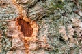 Detail of cork oak tree bark. Quercus suber Royalty Free Stock Photo