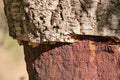 Detail of cork oak tree bark. Quercus suber Royalty Free Stock Photo