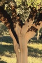 Cork tree