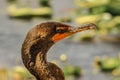 Detail of cormorants head. Side face portrait of Great Cormorant with beautiful emerald green eyes. Everglades bird. Animals and Royalty Free Stock Photo