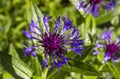 Detail of cornflower Centaurea triumfettii Royalty Free Stock Photo