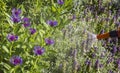 Detail of cornflower Centaurea triumfettii Royalty Free Stock Photo