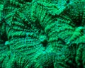 Full Frame Detail of Fuzzy Green Mushroom Coral Royalty Free Stock Photo