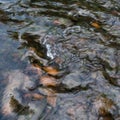 Detail from creek, shallow rapid water current flow over stones Royalty Free Stock Photo