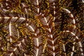 Detail of Crinoid Arms Underwater