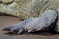 Detail of crocodile skin, hind leg. Art view on nature. Reptile in the water, Tarcoles river, Carara NP, Costa Rica. Dangerous