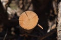 Detail of the cross section of a log of wood where you can see the rings that are counted to know its age. Concept exploitation, Royalty Free Stock Photo