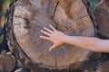 Detail of the cross section of the trunk of a large tree with the hand of a person covering it as a sign of protest against Royalty Free Stock Photo