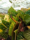 detail of croton or ornamental plants being cared for