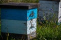 Detail of crowded gate into wooden bee hive. Bees arriving with legs wrapped by yellow pollen. Bees leaving hive and