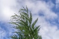 Detail of the crown of a Leylandi Cypress with the cloudy sky background