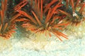 Detail of Crown-of-thorns starfish Royalty Free Stock Photo