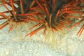 Detail of Crown-of-thorns starfish Royalty Free Stock Photo