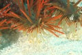 Detail of Crown-of-thorns starfish