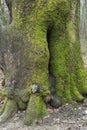 Detail of the crust of the tree