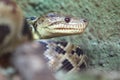 Cuban boa Royalty Free Stock Photo