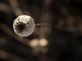 Detail of cultivated poppy head in field, evening light Royalty Free Stock Photo