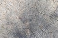 Cut tree trunk - annular rings