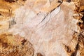 Detail of the cut trunk of an old pine tree, Pinus Pinea Royalty Free Stock Photo