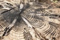 Detail of the cut of a trunk of a tree