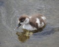 Cute alone gosling is drinking water.