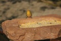 Detail of cute canary in a park Royalty Free Stock Photo