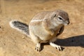 Detail of cute wild rodent sitting on grain with its shadow