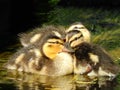 Cute ducklings are huddling together.