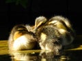 Cute ducklings are huddling together at sunrise.