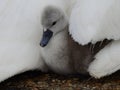 Cute young grey swan under mother swanÃÂ´s wing.