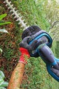 Detail of cutting thuja hedge with hedge clippers, professional