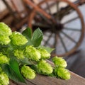 Detail of Czech Hops Royalty Free Stock Photo
