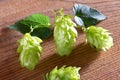 Detail of Czech Hops Royalty Free Stock Photo