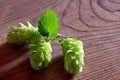 Detail of Czech Hops Royalty Free Stock Photo