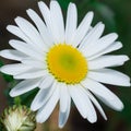 Detail of daisy bloom with pure white leaves and golden center