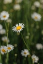 Detail of daisy flowers. Spring flower close up.Wonderful fabulous daisies on a meadow in spring. Spring blurred background. Royalty Free Stock Photo